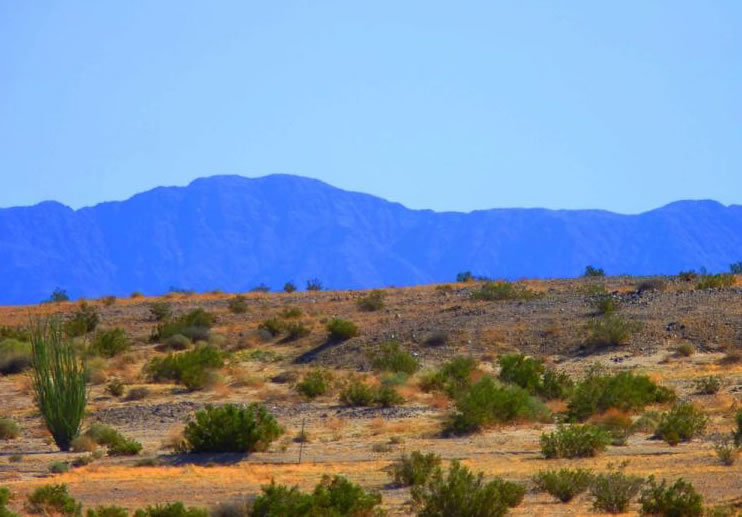 Ocotillo-view