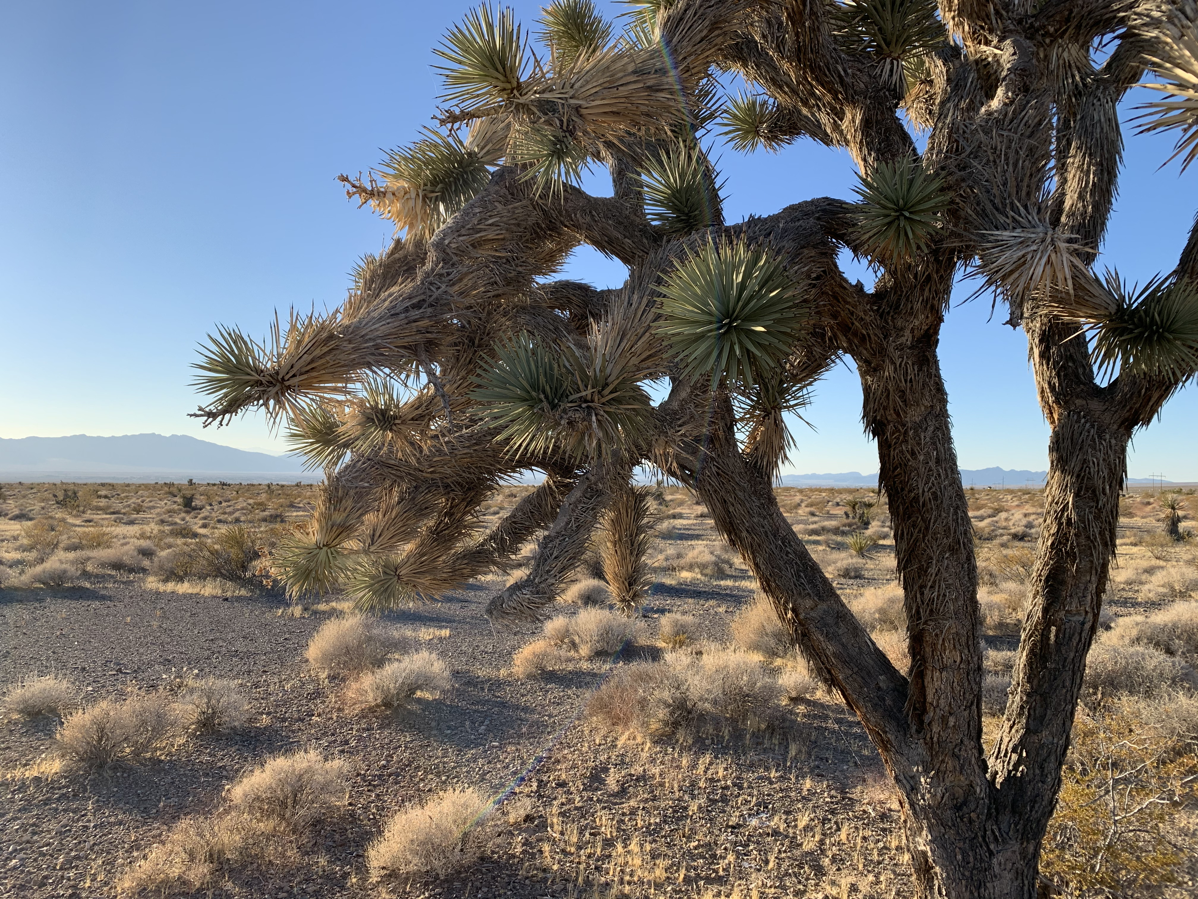 joshua tree