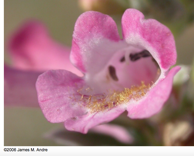 White-margined beardtongue