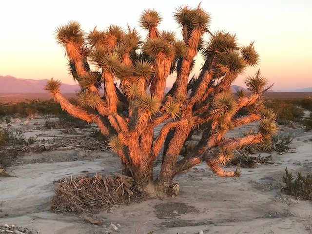 Johsua tree sunset