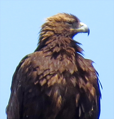 eagle